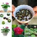 Premium Flower Seeds (40 Pcs)