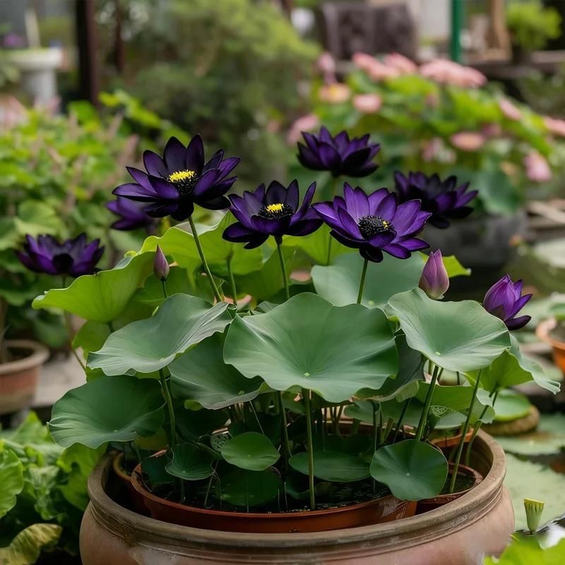 Midnight Purple Lotus Seeds Pack of 1