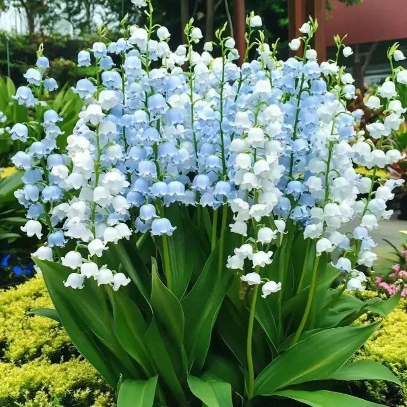 LILY OF THE VALLEY.HAPPINESS ARRIVES  Seeds (Pack of 2)