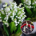 LILY OF THE VALLEY.HAPPINESS ARRIVES  Seeds (Pack of 2)