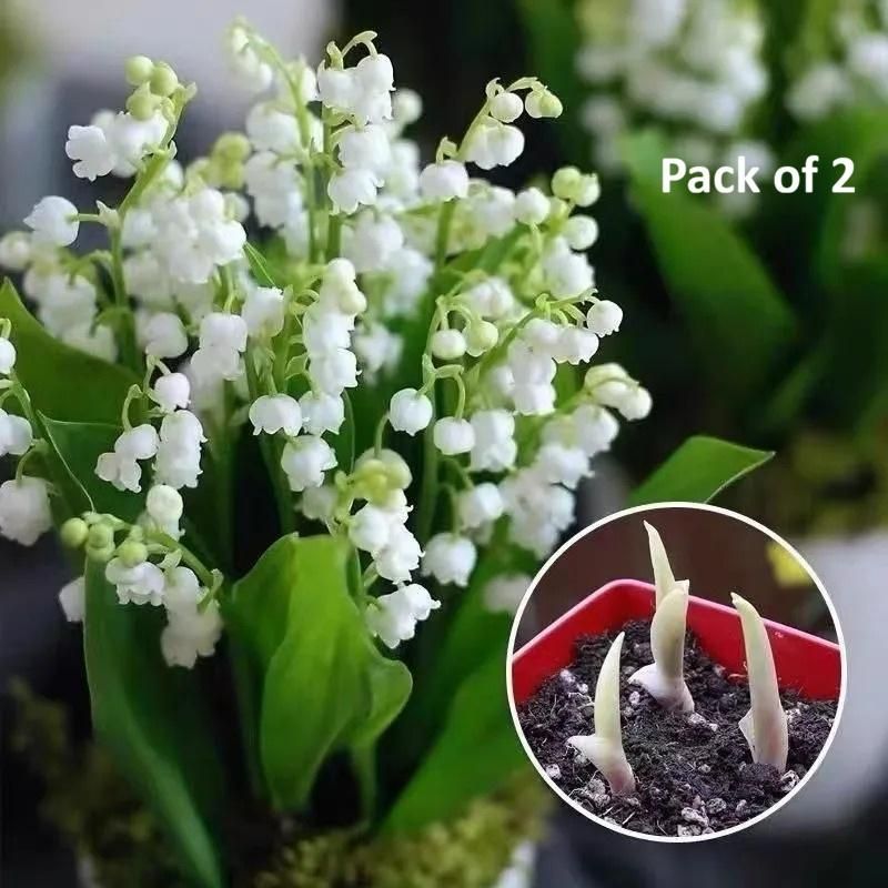 LILY OF THE VALLEY.HAPPINESS ARRIVES  Seeds (Pack of 2)