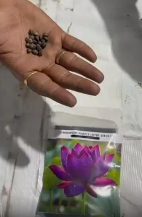 Midnight Purple Lotus Seeds Pack of 1
