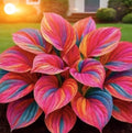 Rare Multicolor Hosta Seed + Plant Growth Serum Free